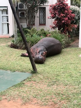 Chompie the Hippo